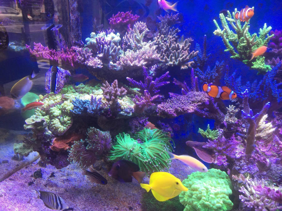 Top Notch Tanks Aquarium Services logo